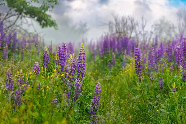 Campo Altramuz Púrpura Floreciendo Niebla Hermoso Paisaje Natural Verano Por —  Fotos de Stock