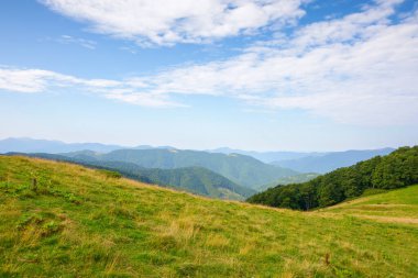 Güneşli bir yaz sabahında alp çayırları. Tepedeki kayın ormanı. Mavi gökyüzünün altında, kabarık bulutlu dağ sırtı.