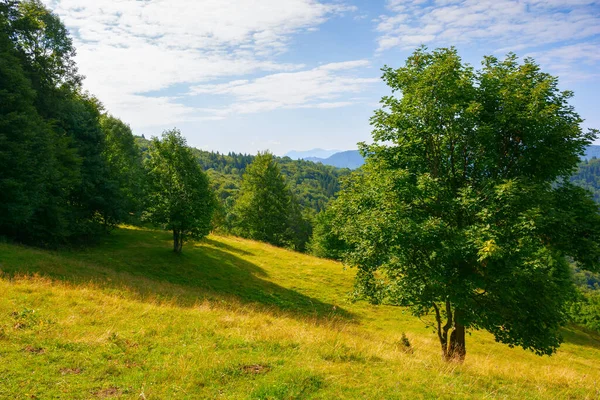 Trees Hillside Glade Sunny Morning Scenery Carpathian Mountains — Foto de Stock