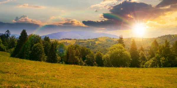 Coniferous Forest Hill Sunset Green Summer Nature Scenery Carpathian Mountains — 图库照片