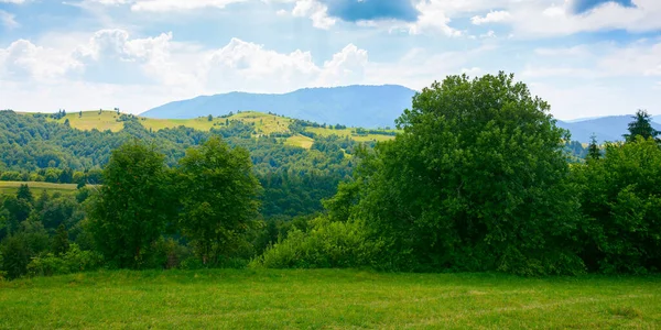 Forest Grassy Meadow Green Summer Landscape Mountains Sunny Weather Clouds — Stockfoto
