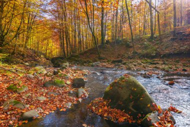 water stream in the forest. beautiful nature scenery in autumn. trees in colorful foliage on a sunny day