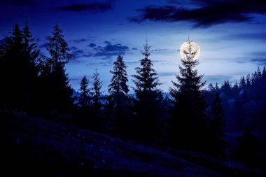 coniferous trees on the hill at night. beautiful nature scenery of romania mountains in full moon light