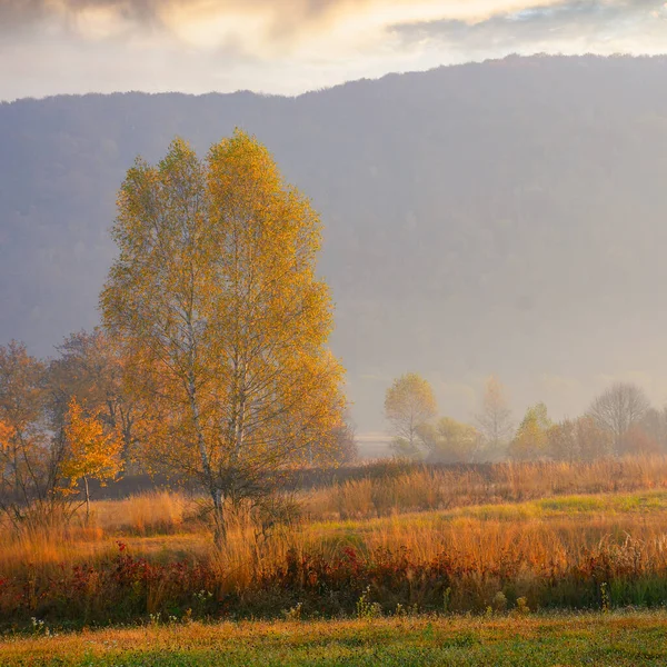Rural Fields Autumnal Countryside Colorful Mountain Landscape Misty Morning Trees — 스톡 사진