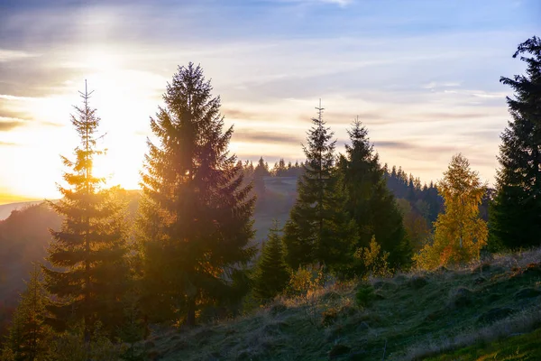 coniferous trees on the hill at sunset. beautiful nature scenery of romania mountains in evening light