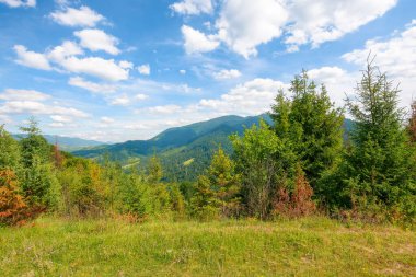 forest on the grassy hill. beautiful landscape of carpathian mountains in summer. countryside vacation season concept. sunny weather with fluffy clouds on the sky