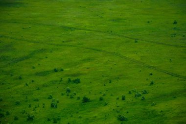 Yeşil çimen yüzeyi arka planı. Yazın çayır dağları