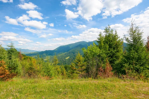 Forest Grassy Hill Beautiful Landscape Carpathian Mountains Summer Countryside Vacation — Stock Photo, Image