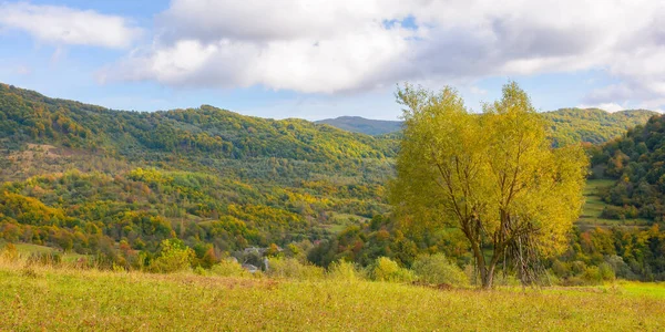 Yellow Tree Rural Landscape Mountainous Countryside Scenery Early Autumn Distant – stockfoto