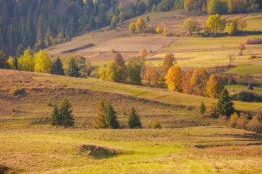 rural landscape in autumn. fields and trees on the hill in dappled evening light. wonderful sunny autumn scenery of carpathian countryside
