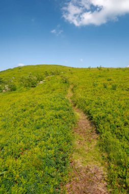 narrow foot path up the grassy hill. summer vacation in carpathian mountains. sunny afternoon weather with green meadow beneath a blue sky with puffy cumulus clouds