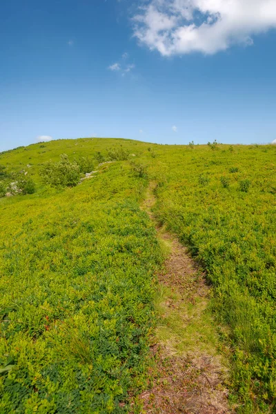 Narrow Foot Path Grassy Hill Summer Vacation Carpathian Mountains Sunny —  Fotos de Stock