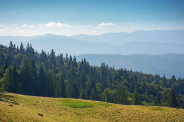 green nature environment of trascarpathia. beautiful scenery in mountains of chornohora ridge in summer. landscape with spruce forest on the hill on a sunny day