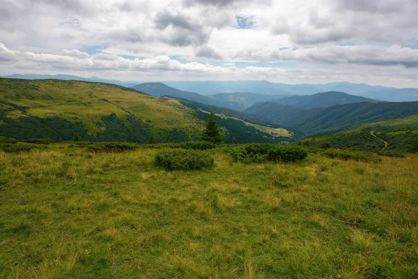 rolling hills and grassy meadows of carpathian. chornohora mountain ridge in the distance on a summer day with clouds on the sky