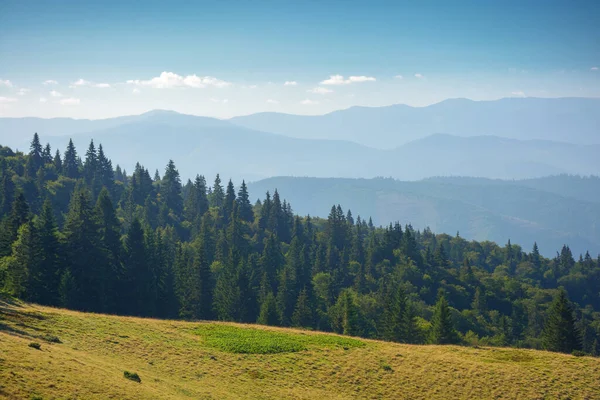 green nature environment of trascarpathia. beautiful scenery in mountains of chornohora ridge in summer. landscape with spruce forest on the hill on a sunny day