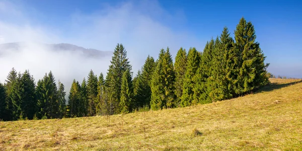 coniferous forest on the hill. nature scenery on a bright foggy morning. beautiful mountain landscape in autumn with clouds on the sky