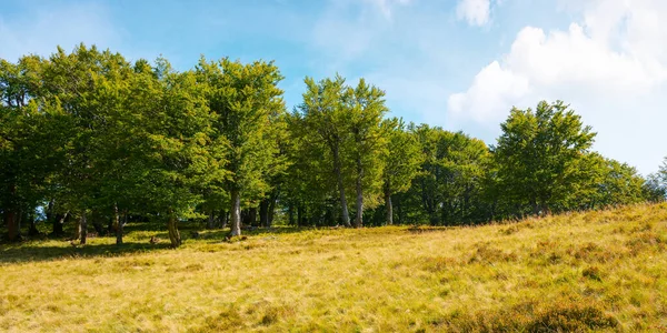 Bosco Faggi Una Ripida Collina Erbosa Scenario Naturale Una Giornata — Foto Stock