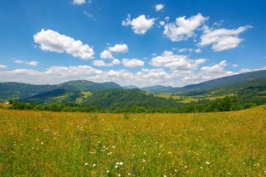green pasture in carpathian mountain landscape. beautiful countryside scenery in summer. sunny weather with fluffy clouds