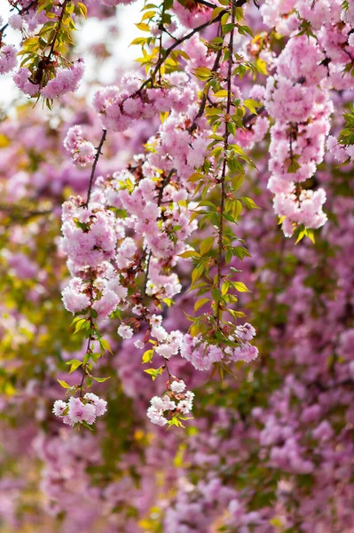Pink Sakura Blossom Spring Season Beautiful Floral Nature Background Garden — Stockfoto