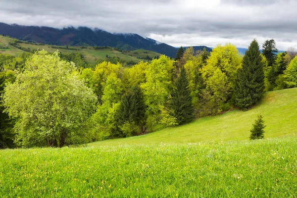 春天美丽的乡村风景 喀尔巴阡山脉的风景 绿油油的草地和云杉森林 遥远山脊上方的阴天 — 图库照片