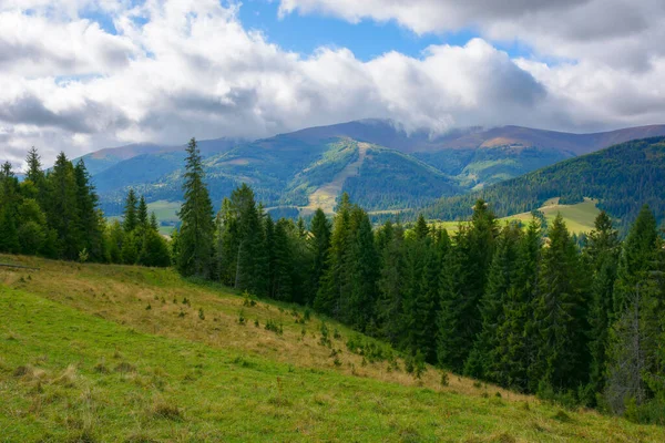 Хвойный Лес Травянистом Холме Горный Пейзаж Ранней Осенью Облачный День — стоковое фото