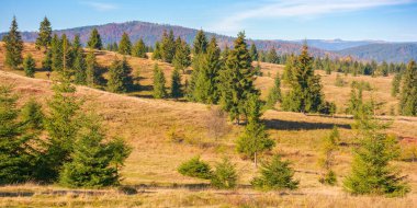 Çimenli tepelerdeki çam ağaçları. Apuseni Ulusal Parkı 'nda güneşli bir sonbahar sabahı. Avrupa 'yı gezmek, Romanya topraklarını keşfetmek