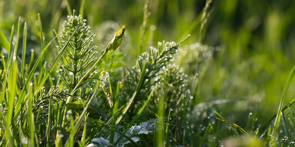 Gocce Rugiada Sull Erba Giardino Ambiente Verde Primo Piano Piante — Foto Stock