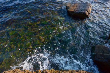 Deniz yosunu doğası. Deniz kıyısındaki şeffaf sularda taş ve çakıl taşlarının arasında bitki yetiştirmek.