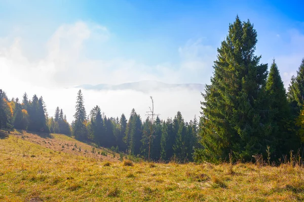 Coniferous Forest Grassy Hillside Meadow Fog Rising Blue Sky Cold — Stock Photo, Image