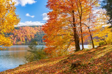 Gölün kıyısındaki ağaçlar. Sonbaharda güneşli bir öğleden sonra. Dağlardaki güzel manzara. Kabarık bulutlu gökyüzü