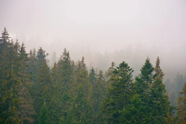 Coniferous Forest Foggy Autumn Day Gloomy Nature Background Overcast Sky — Zdjęcie stockowe