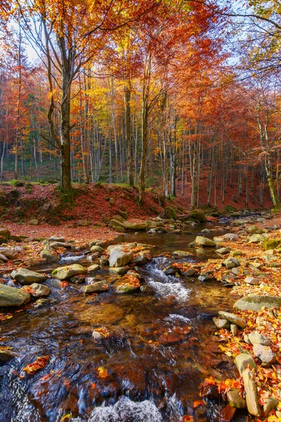 Water Stream Forest Beautiful Nature Scenery Autumn Trees Colorful Foliage — Fotografia de Stock