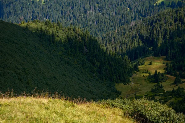 Skogsklädda Kullar Grönskande Ljus Vacker Natur Sommaren Granträd Branta Gräsbevuxna — Stockfoto