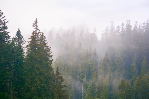 Las Świerkowy Mglisty Jesienny Dzień Humorzasta Natura Tło Zachmurzone Niebo — Zdjęcie stockowe