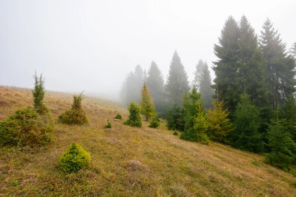 Nublado Paisaje Otoñal Por Mañana Bosque Abetos Colina Con Hierba — Foto de Stock