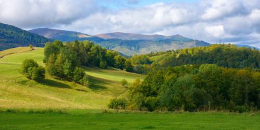 countryside landscape in mountains. trees on the grassy rolling hills. sunny autumn weather. borzhava ridge in the distance. transcarpathia region, ukraine