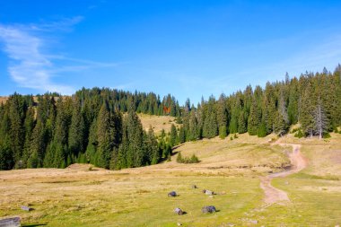 view of wild apuseni natural park, romania. stunning autumnal countryside landscape with green fields on the hills and spruce trees