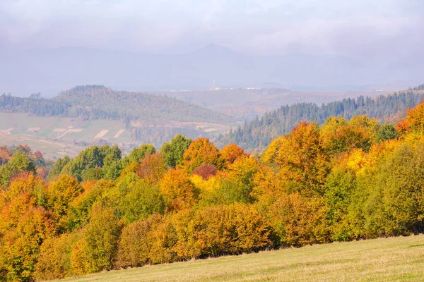 colorful forest on the hill. beautiful mountain scenery of carpathian countryside in forenoon light