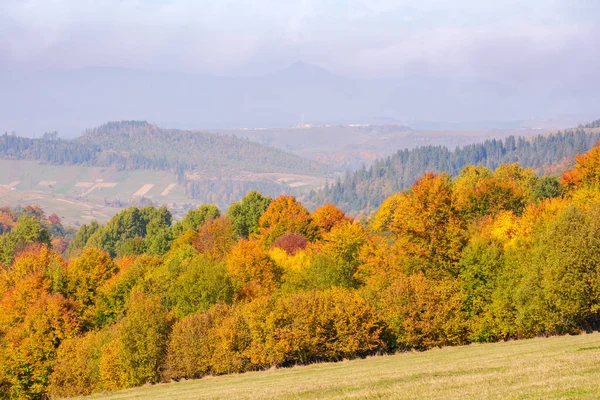 Красочный Лес Холме Красивые Горные Пейзажи Карпатской Сельской Местности Утреннем — стоковое фото