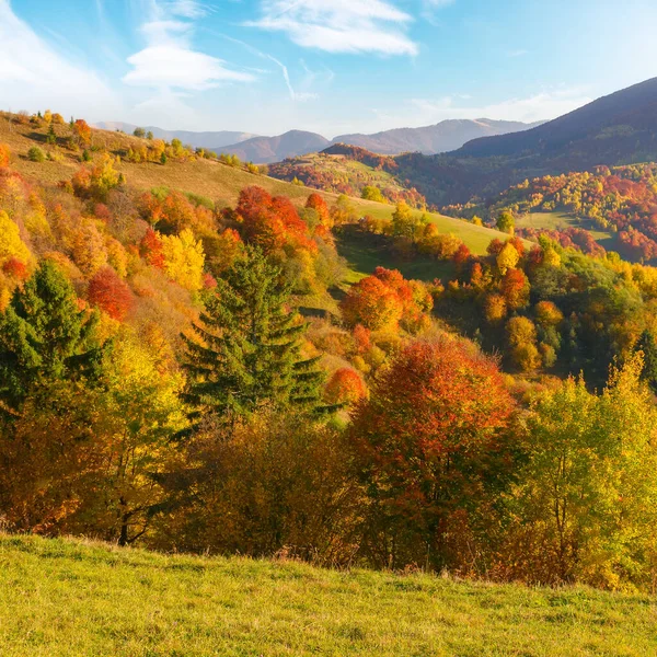 forested hills of carpathian countryside in autumn. colorful scenery on a sunny afternoon in mountains. fluffy clouds on the blue sky