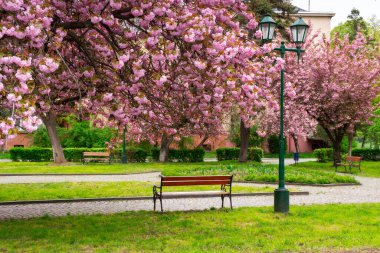 Kiraz çiçeğine park et. Baharda güzel bir şehir manzarası. Ukrayna 'da Hanami sezonu