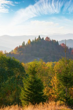 trees and meadows on the hills. mountain landscape on the warm afternoon in autumn. clouds on the blue sky