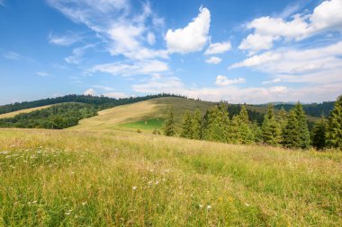 Yazın Karpatya kırsal manzarası. Mavi gökyüzünün altında kabarık bulutlu çimenli tarlalar ve çayırlar. Yuvarlanan tepelerdeki ladin ormanı. Uzakta tepe var. Sıcak güneşli hava