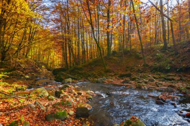 water flow among stones in the forest. beautiful nature scenery in autumn. trees in fall colors on a sunny day