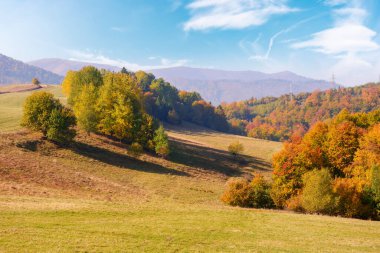 calm autumn morning in carpathian mountains. trees on the grassy hills. sunny autumn scenery of ukrainian countryside. beauty in nature concept