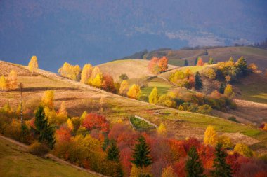 amazing view of carpathian mountains on an autumn day. forested hills in fall colors rolling in to the distant rural valley. low heavy clouds on the sky. scenery in dappled light
