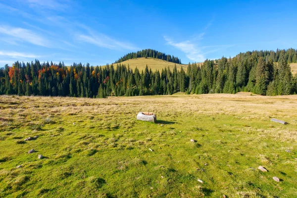 idyllic landscape in the carpathians. green meadows in front of a coniferous grove. forested summit in the distance beneath a blue sky with cirrus clouds
