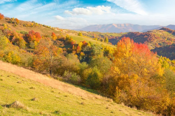 mixed forest on a slope of a hill in autumn. mountainous rural landscape on a sunny evening. carpathians, ukraine. beauty in nature concept