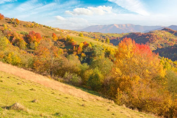 Mixed Forest Slope Hill Autumn Mountainous Rural Landscape Sunny Evening — Stockfoto