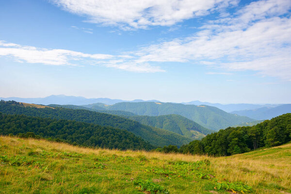 green pasture on the hillside. forested mountains in the distance. beautiful countryside landscape of transcarpathia in summer